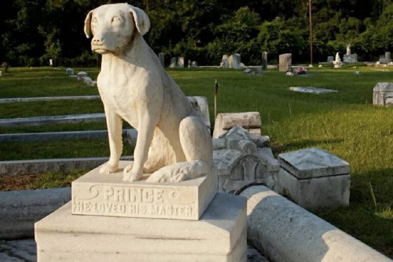 Projeto autoriza sepultamento de cães e gatos em jazigos de seus tutores no Maranhão