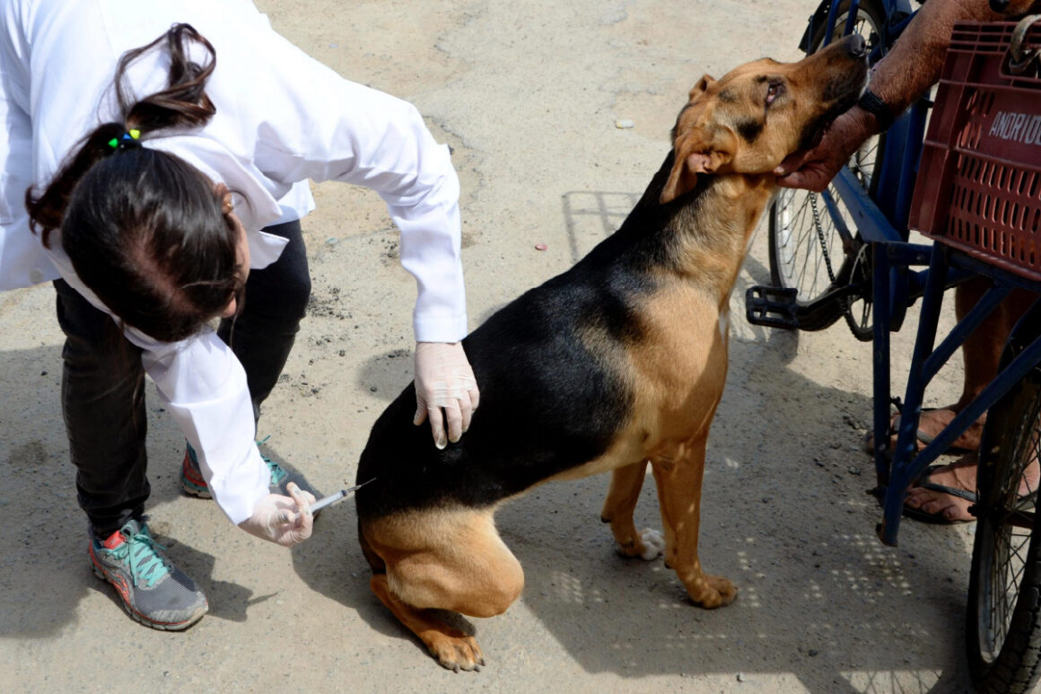 Projeto propõe política estadual de controle da natalidade de animais de rua no Maranhão