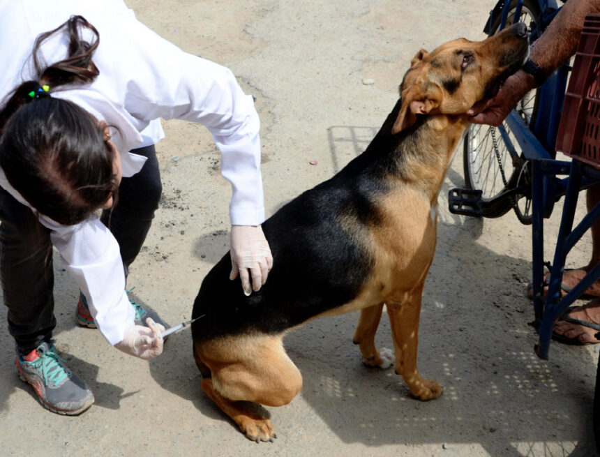 Projeto propõe política estadual de controle da natalidade de animais de rua no Maranhão