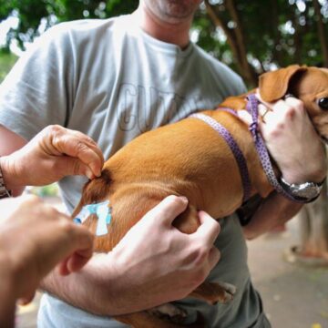 Projeto prevê vacinação itinerante e coleiras antiparasitárias para cães e gatos em São Luís