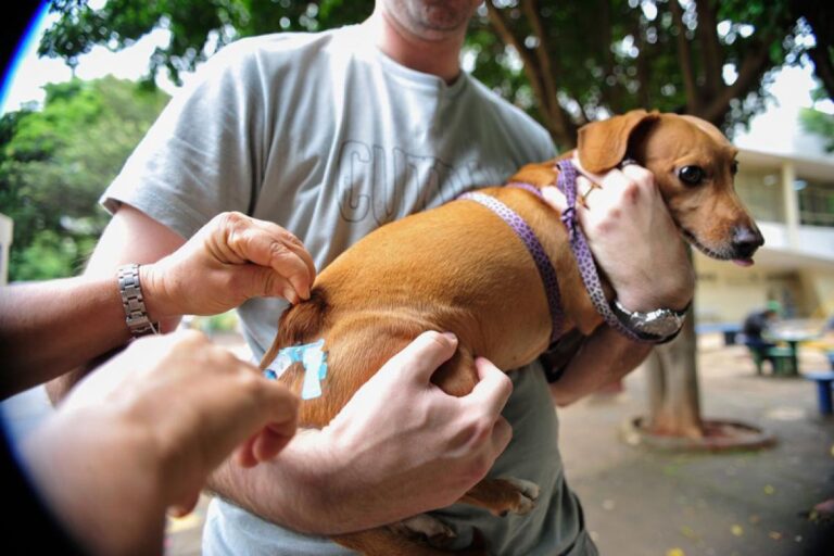 Projeto prevê vacinação itinerante e coleiras antiparasitárias para cães e gatos em São Luís