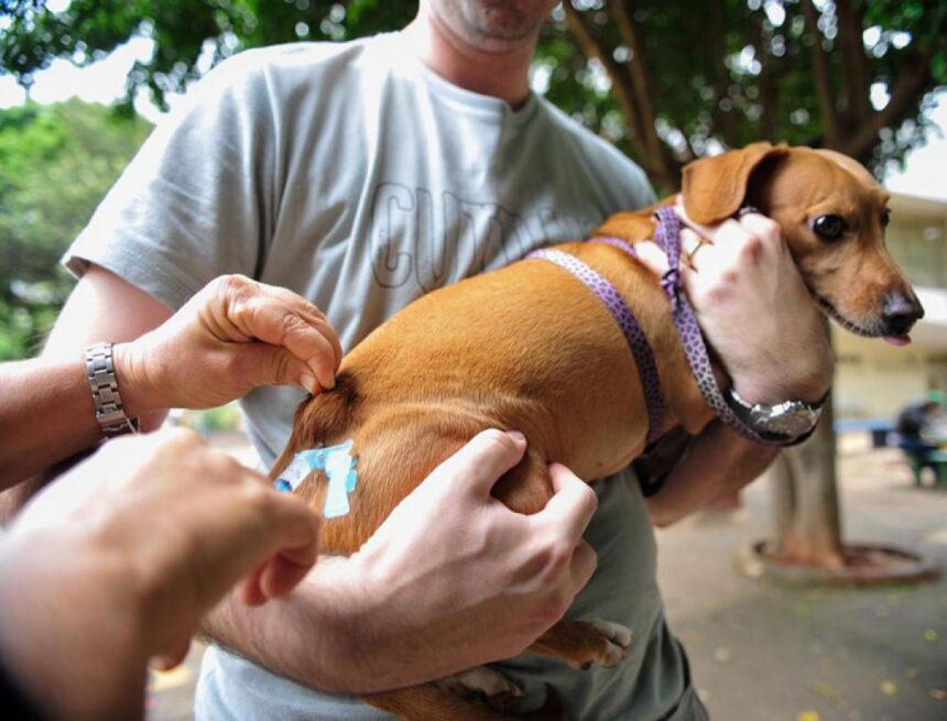 Projeto prevê vacinação itinerante e coleiras antiparasitárias para cães e gatos em São Luís